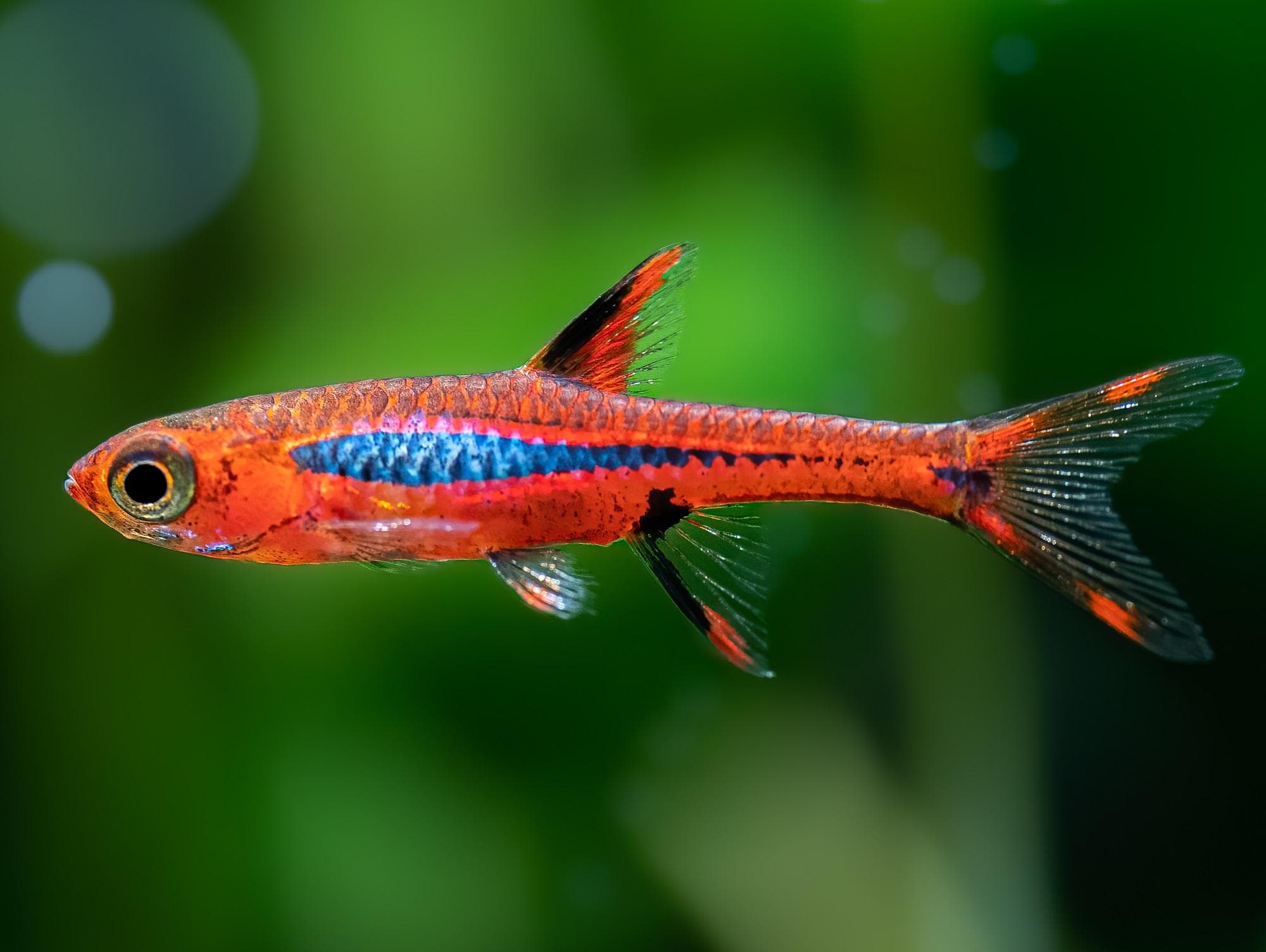 Rasbora chili