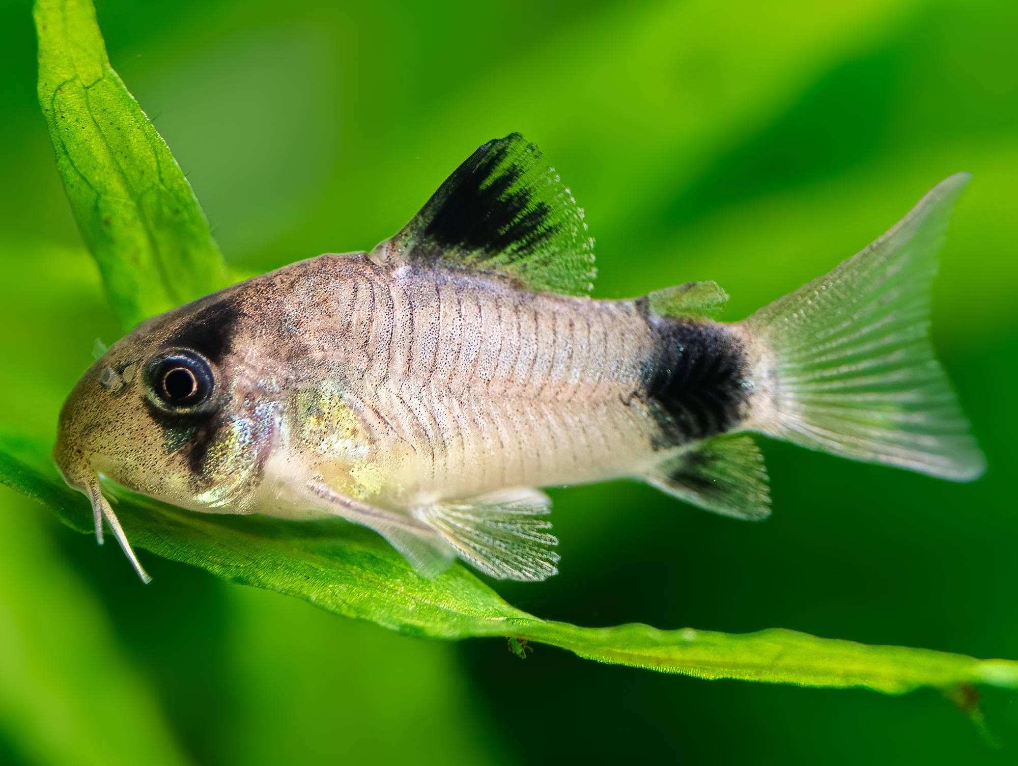 Corydora panda