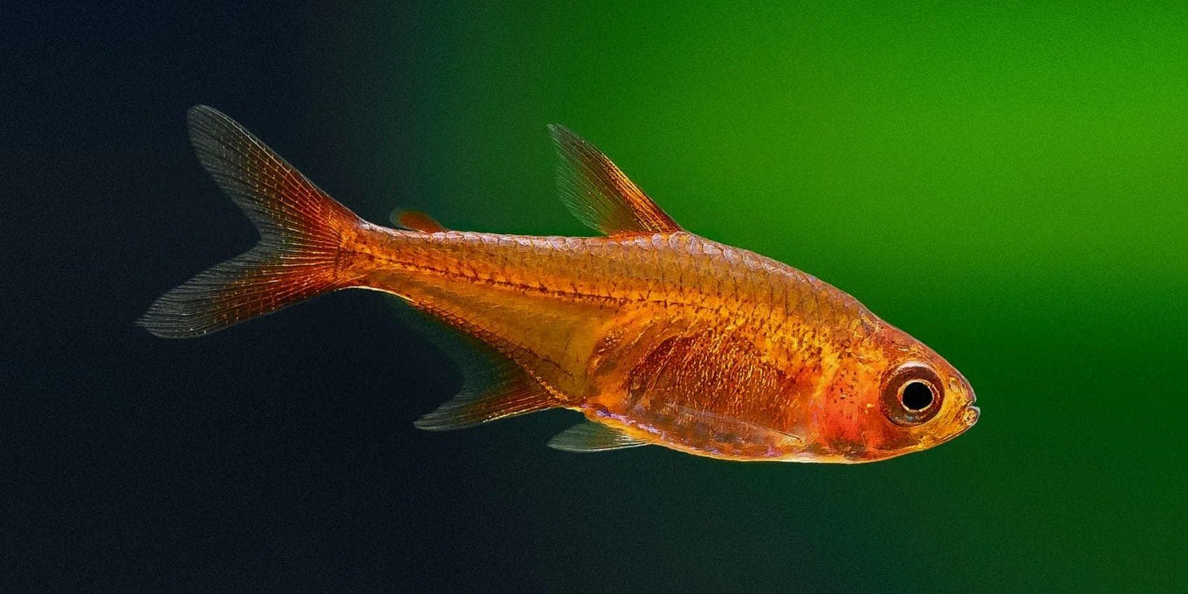 Tetra ember (tetra ámbar)