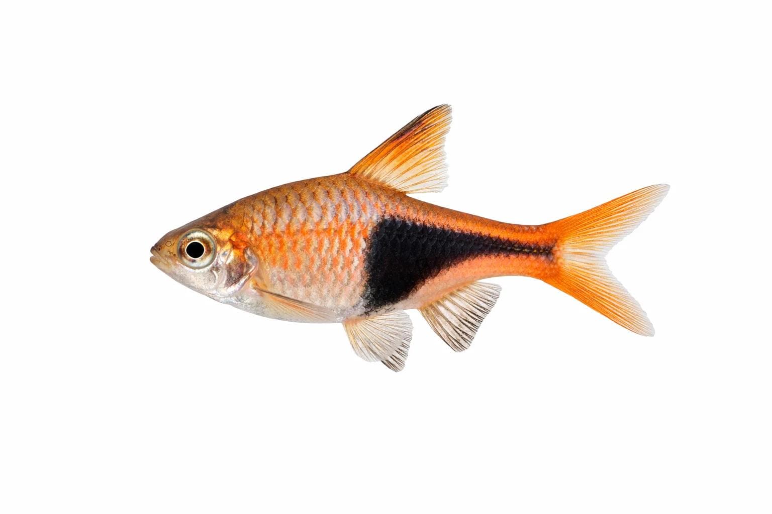 Rasbora arlequín