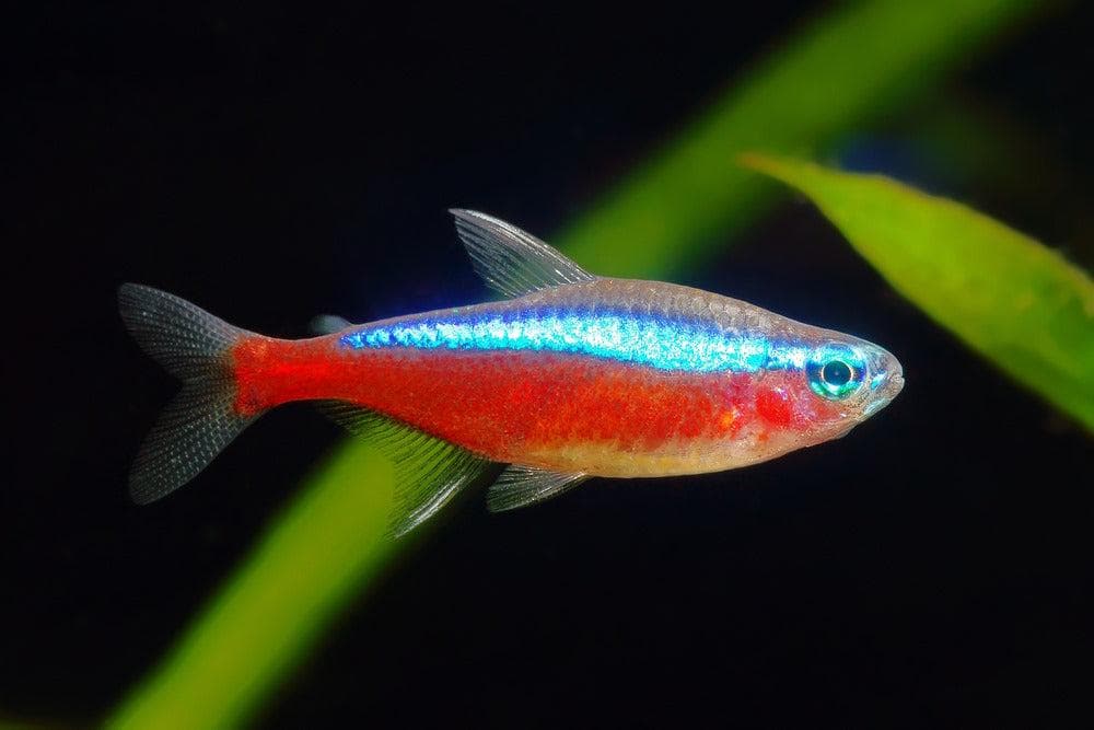 Tetra cardenal