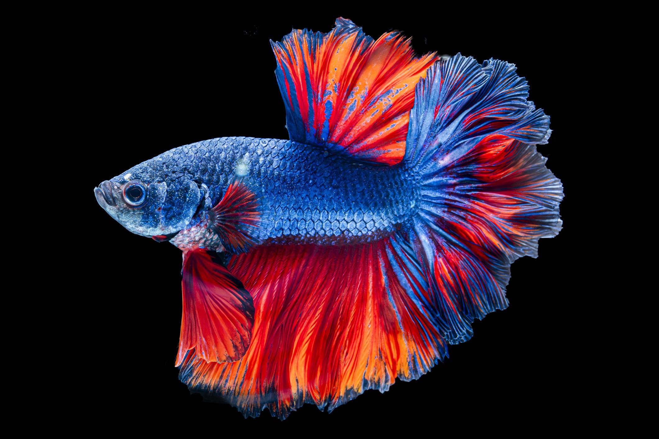 Pez betta