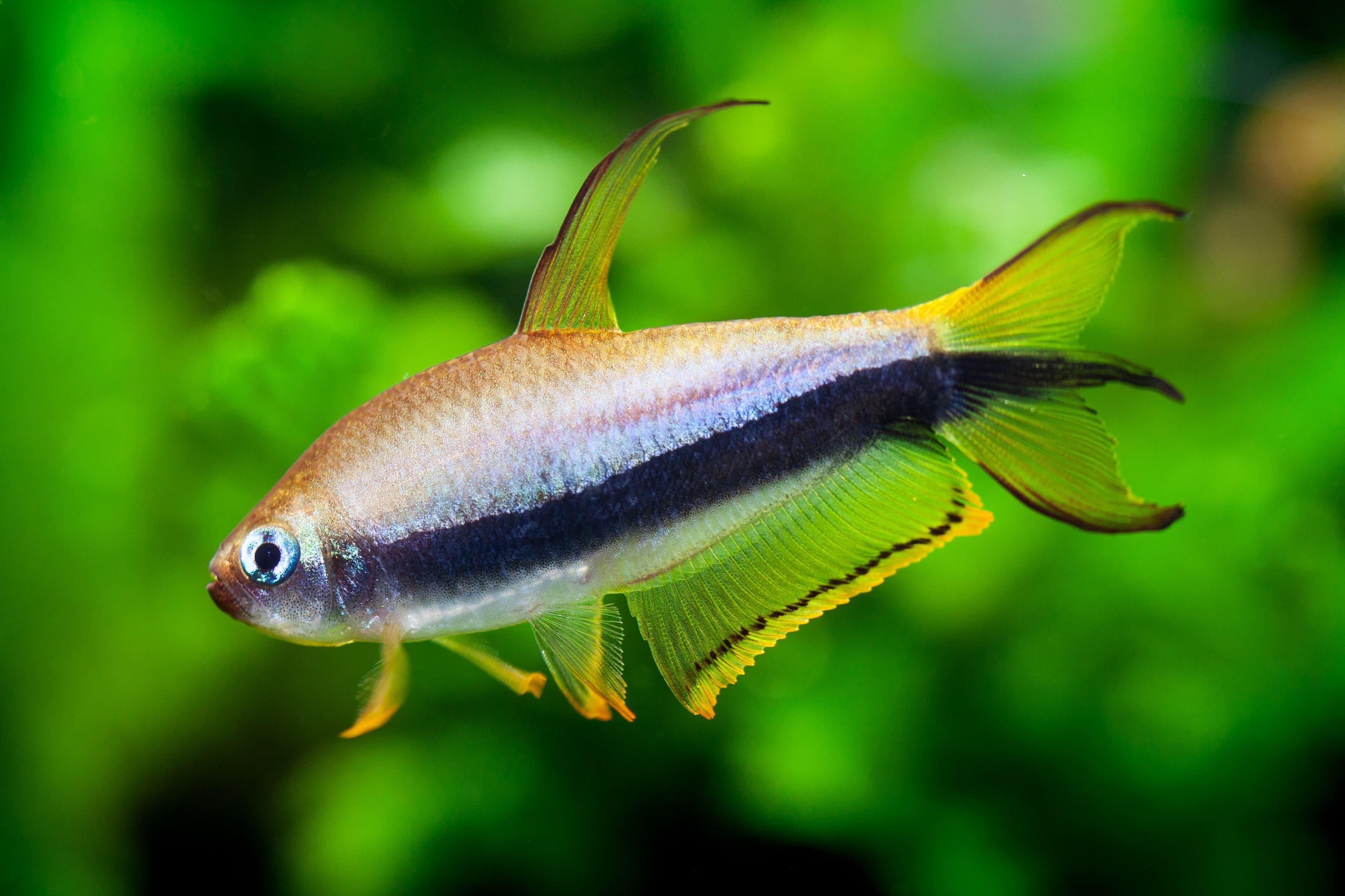 Tetra emperador