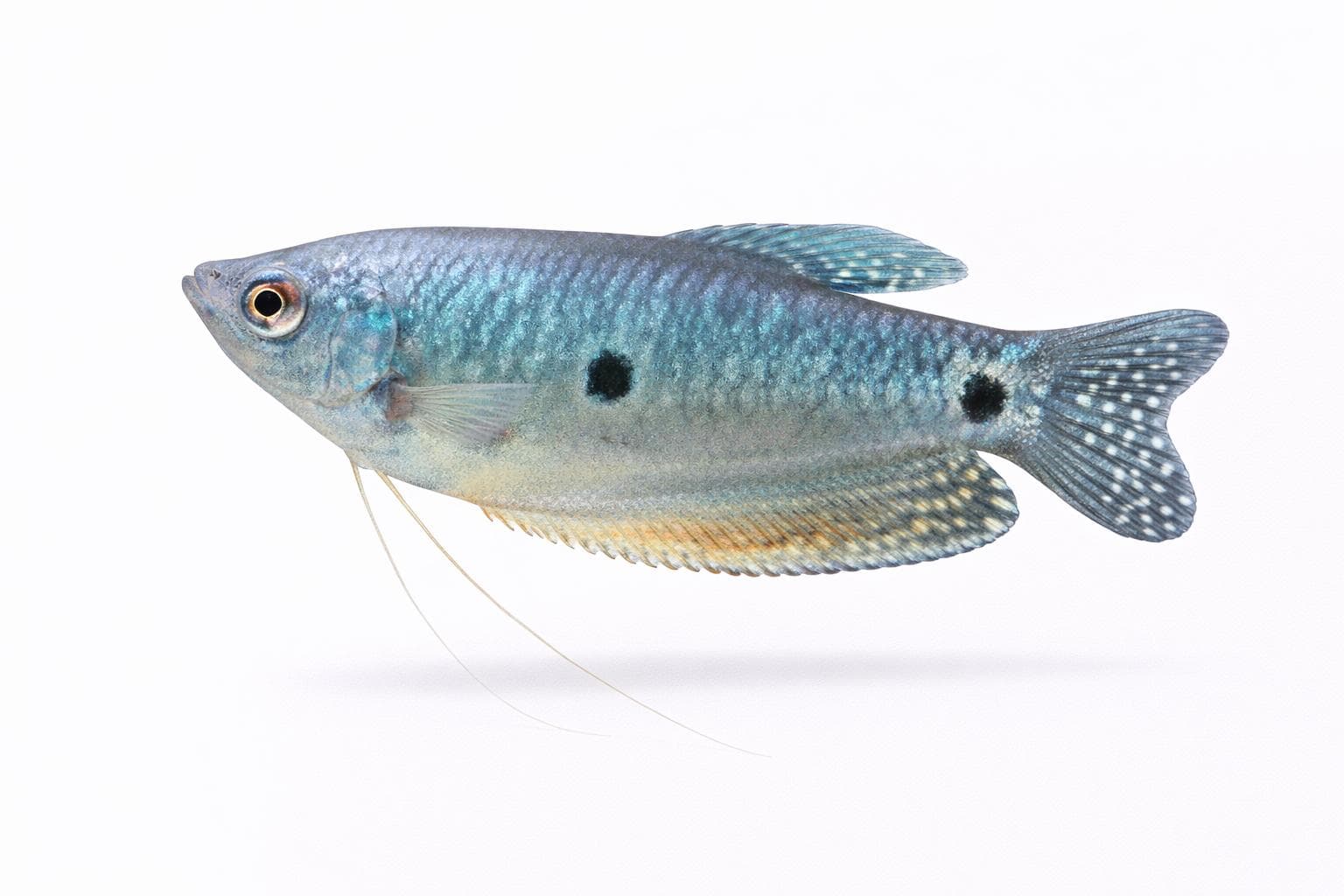 Gurami azul