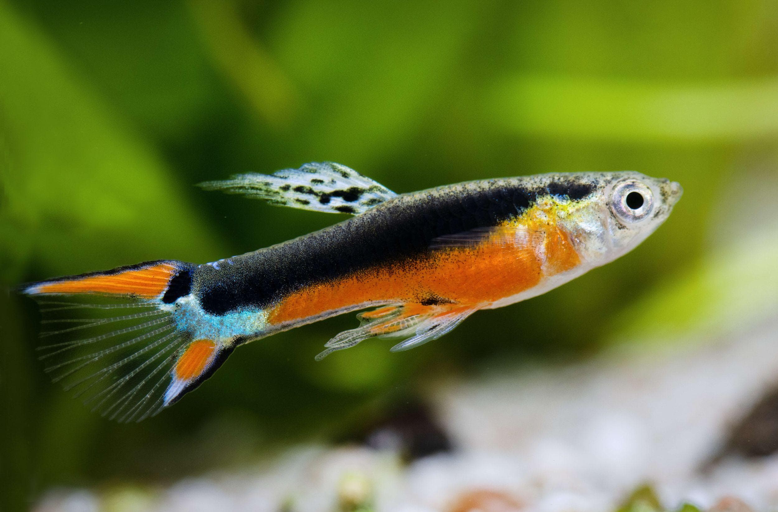 Guppy Endler