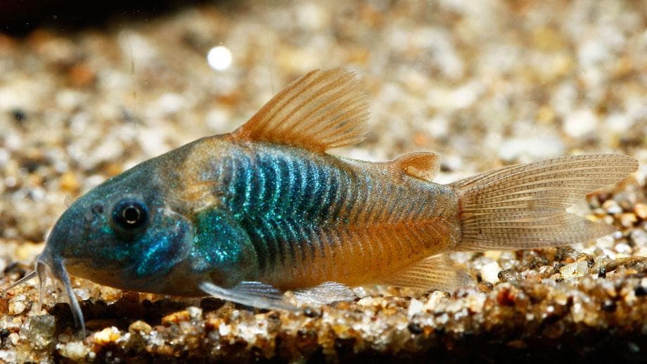 Corydora bronce
