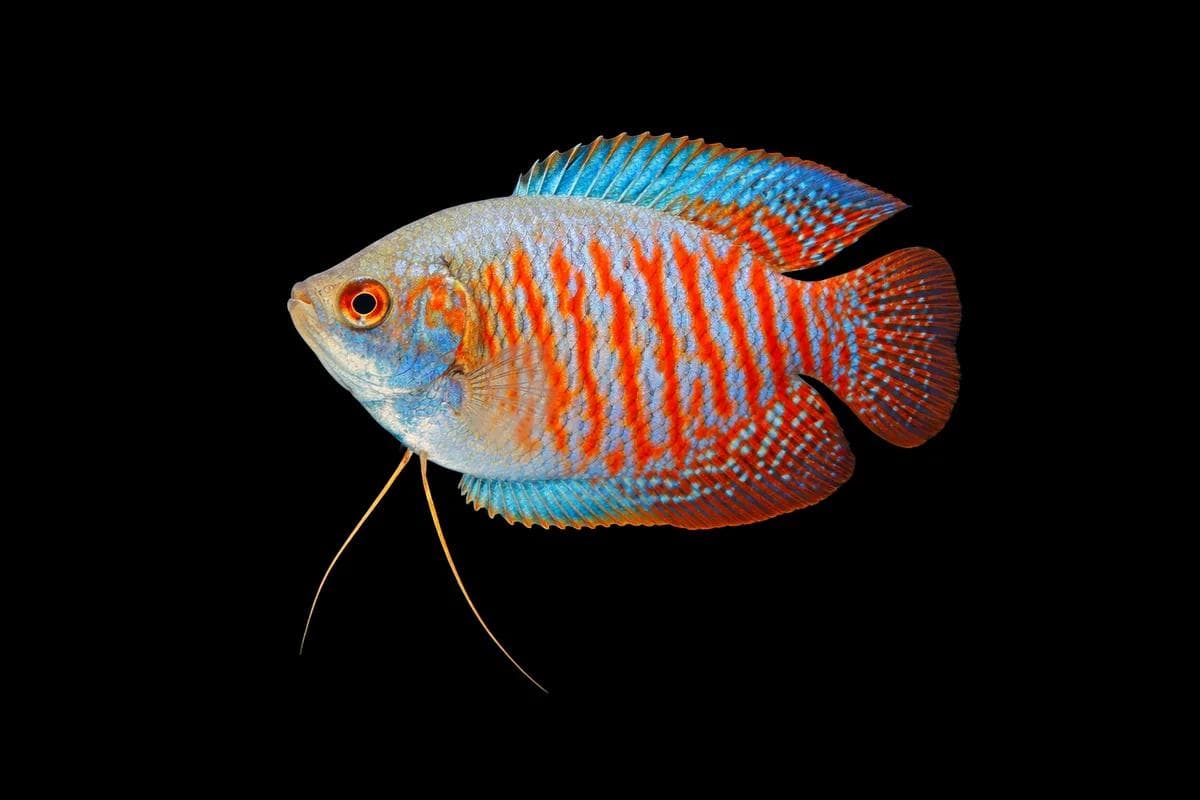 Gurami enano