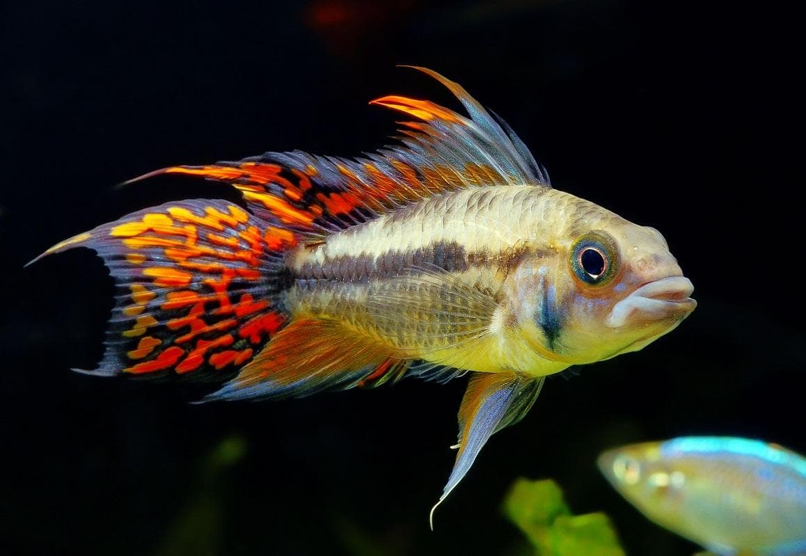Apistogramma cacatúa