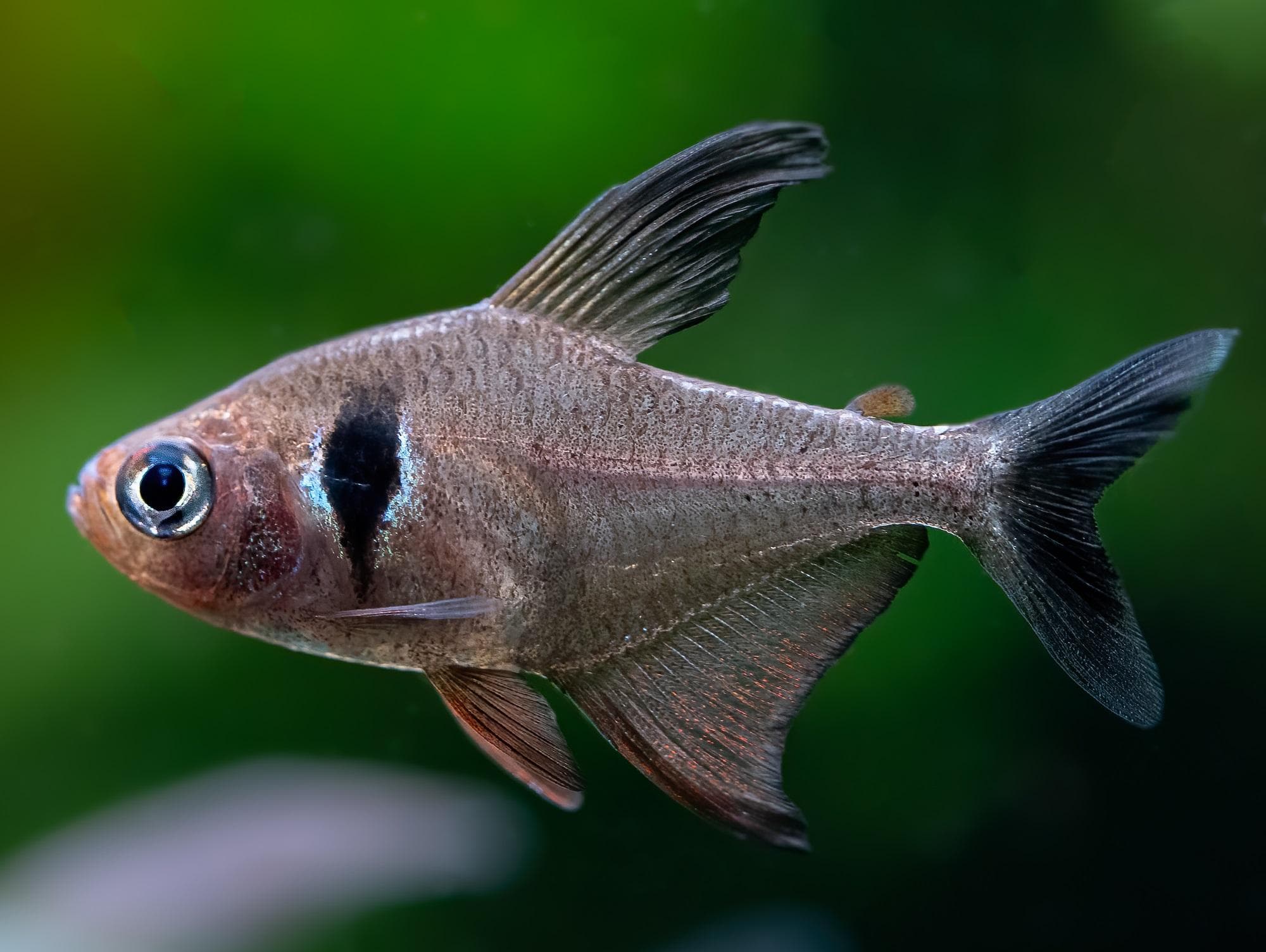 Tetra fantasma negro