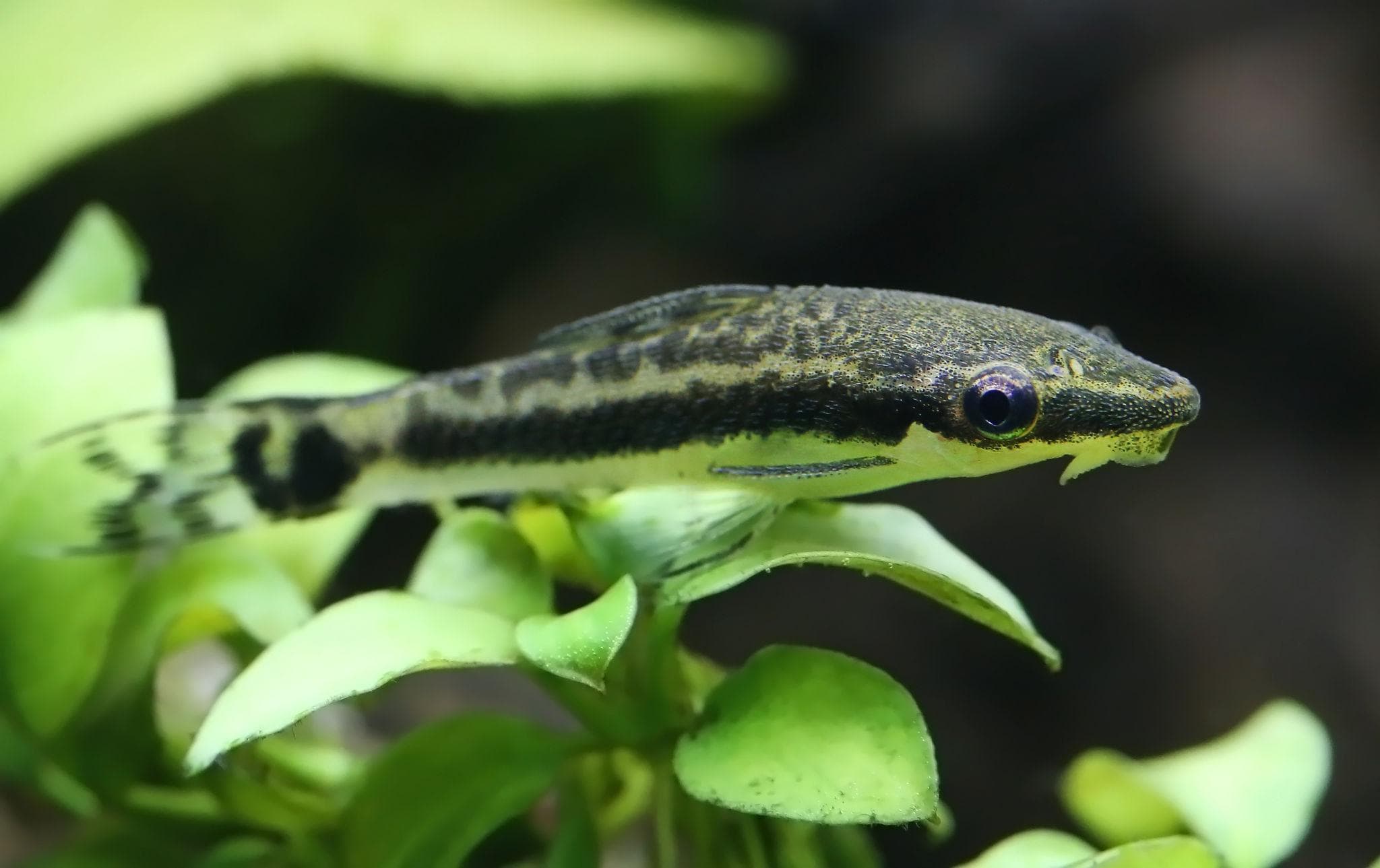 Otocinclus