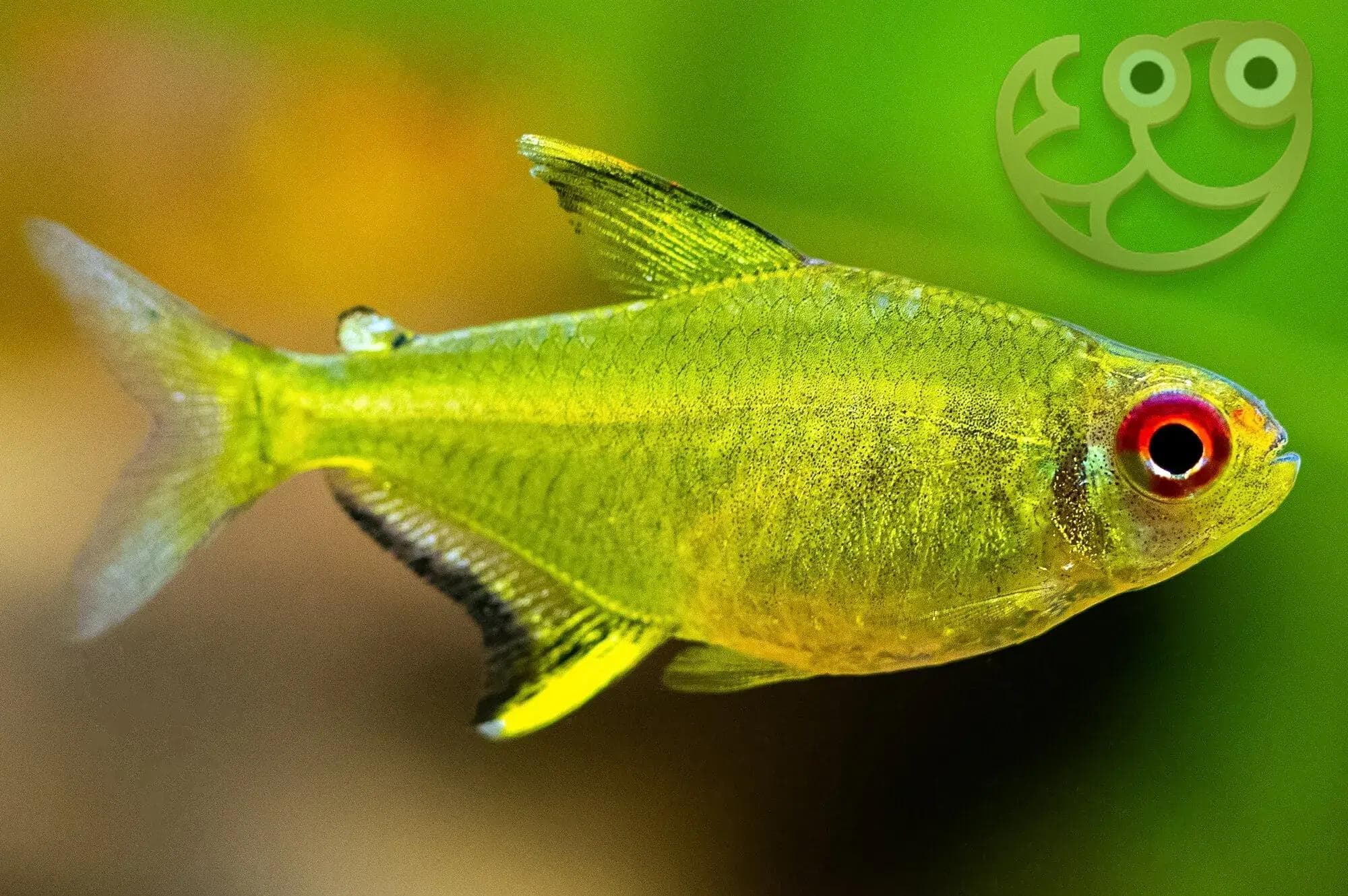 Tetra limón