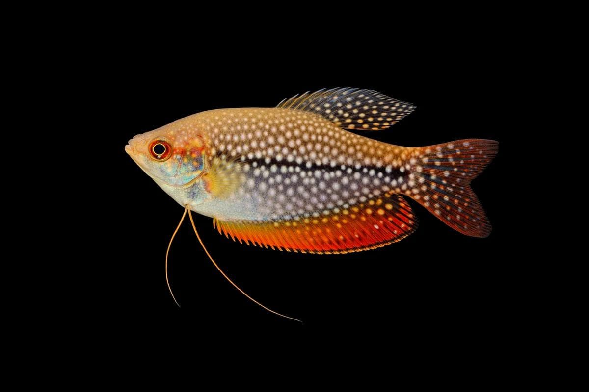 Gurami perla