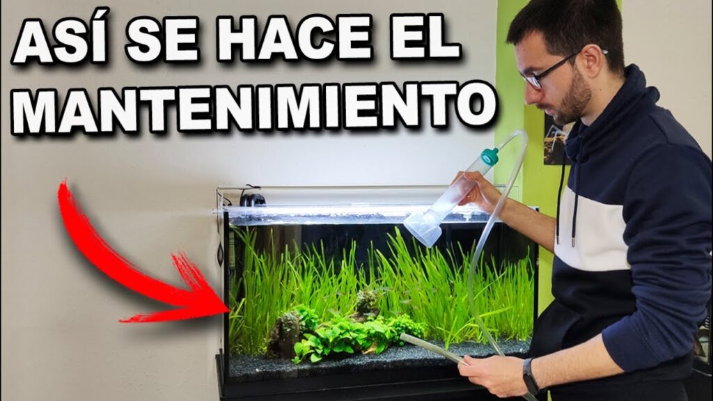 Guía completa de mantenimiento del acuario: consejos expertos para mantener un tanque saludable