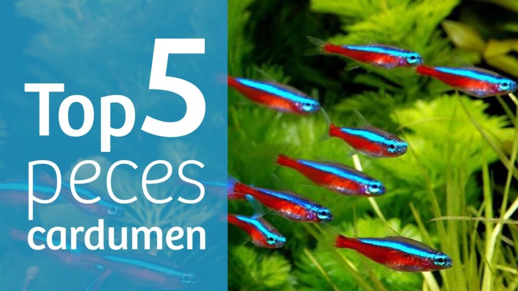 Descubre las mejores especies de peces de cardumen que prosperan en grupo