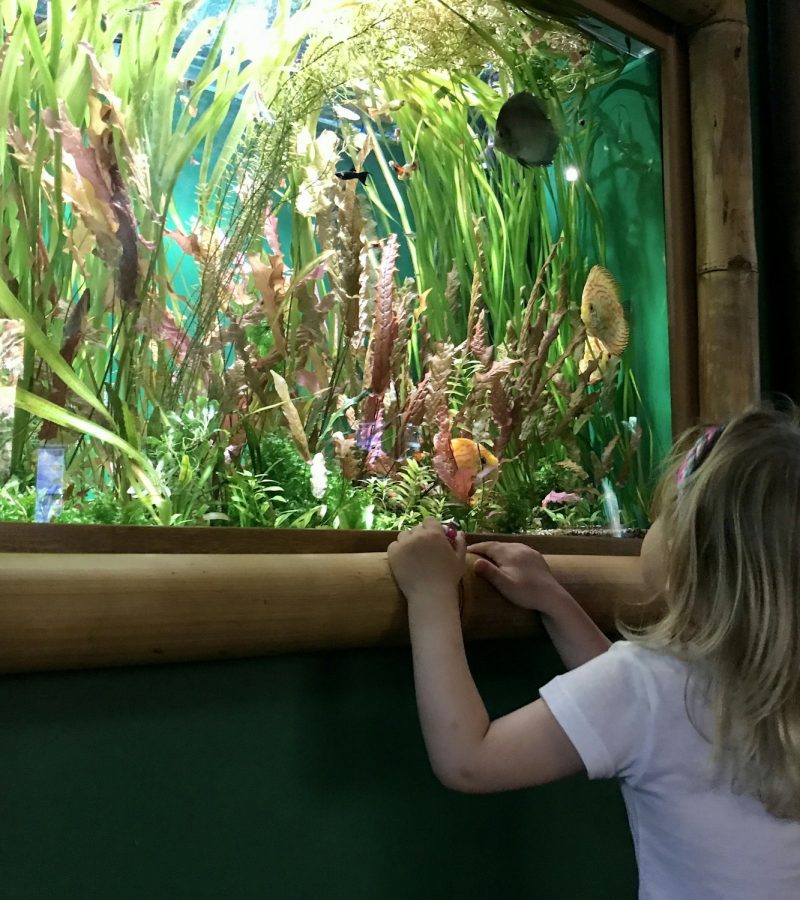 A little girl admires the aquarium and studies the underwater world