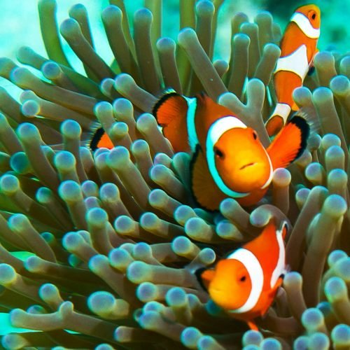 Amphiprion ocellaris clownfish in marine aquarium. Orange corals in the background. Colorful pattern