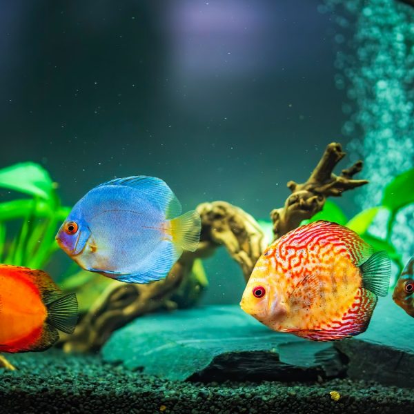 Colorful fish from the spieces Symphysodon discus in aquarium. Closeup, selective focus