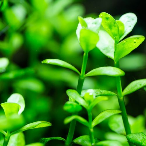 freshwater aquarium plant