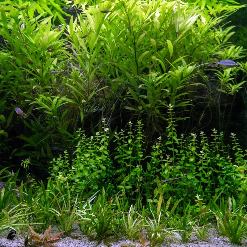 Freshwater aquarium with tropical fish and water plants